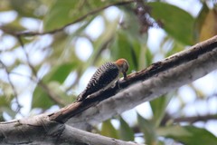 Melanerpes rubricapillus