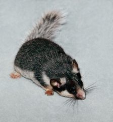 Spectacled African Dormouse photo 3