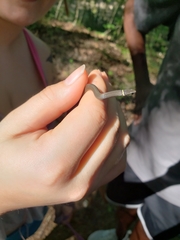 Diadophis punctatus stictogenys