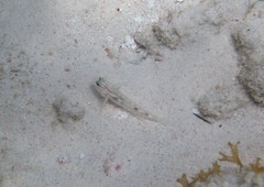 Coryphopterus glaucofraenum