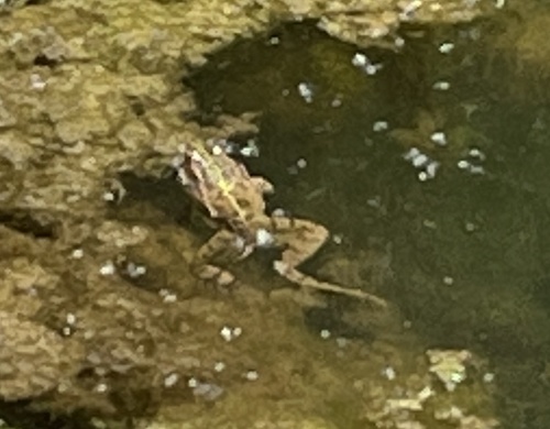 Sahara Frog