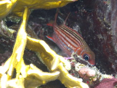 Neoniphon vexillarium