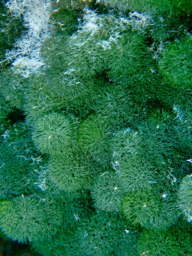 Tydemania expeditionis observed 2026-04-16