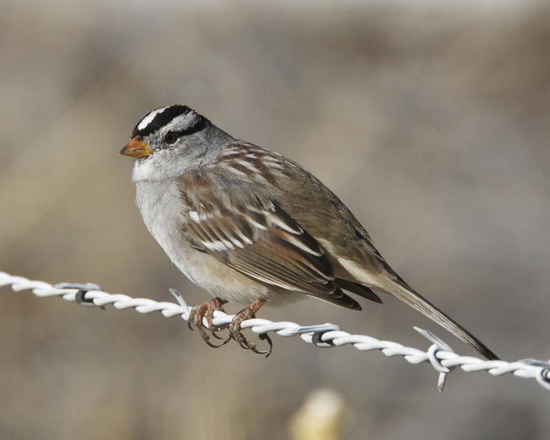 Gambel's White-Crowned Sparrow (Birds of San Diego County, California ...