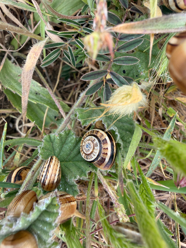 Theba pisana