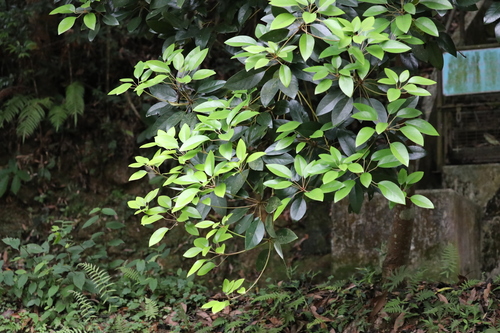 Rhodoleia championii observed 2026-04-25