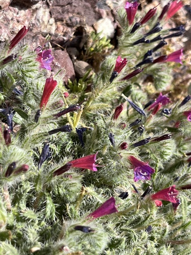 Echium humile caespitosum