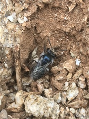 Andrena cerasifolii