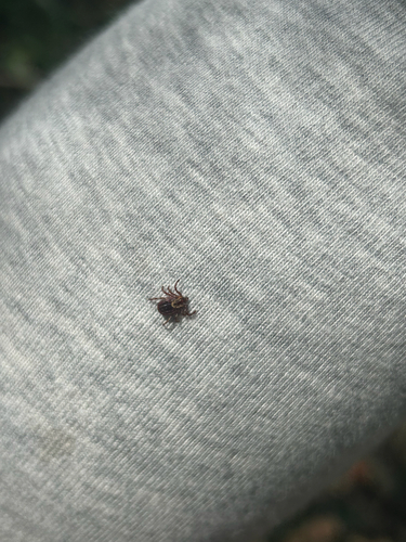 American Dog Tick