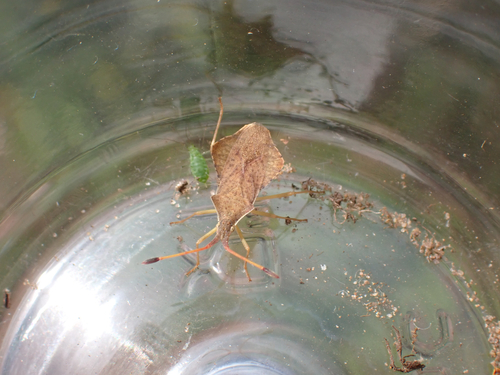Rhombic Leatherbug, Herkenbosch, Limburg, NL, photo 7 of 10
