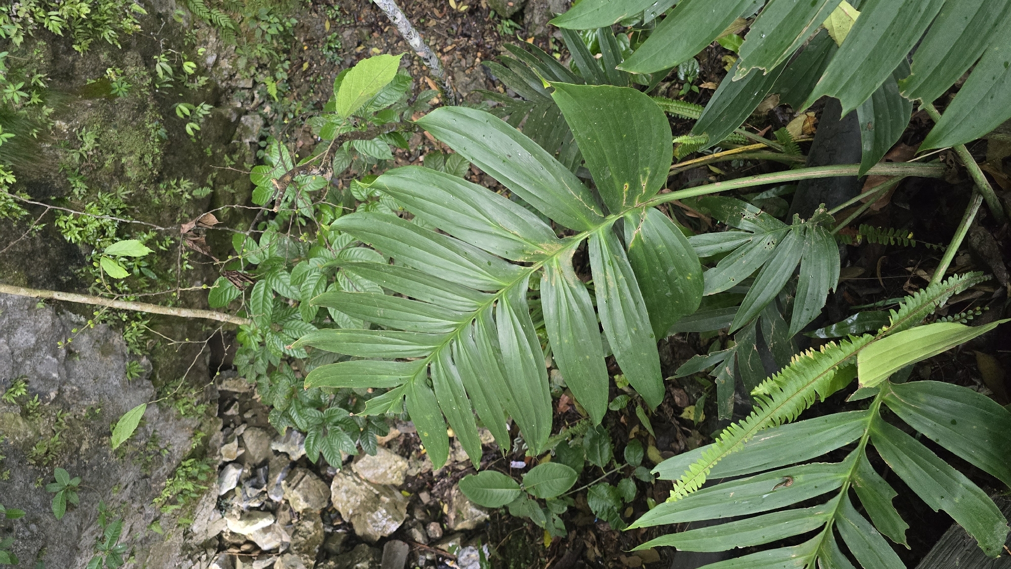 Rhaphidophora decursiva (Rhaphidophora decursiva)