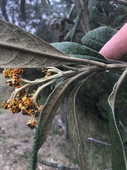 Buddleja incana
