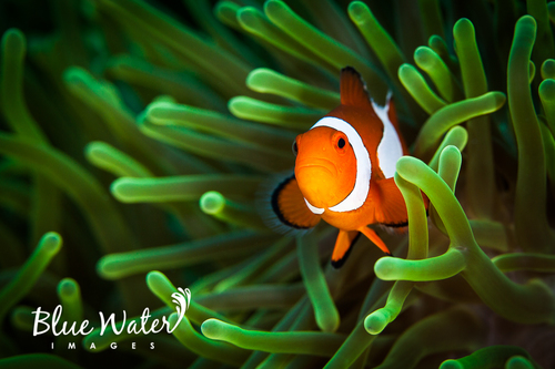 Clownfish