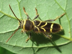 Cyrtoclytus capra