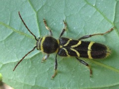 Cyrtoclytus capra