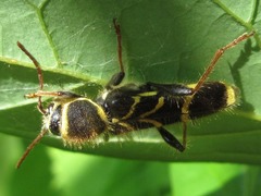 Cyrtoclytus capra