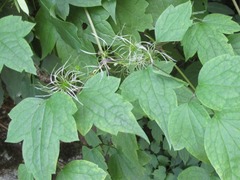 Clematis trichotoma