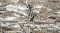 Orthetrum boumiera