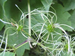 Clematis trichotoma