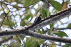 Melanerpes rubricapillus