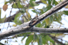Melanerpes rubricapillus