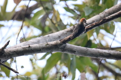 Melanerpes rubricapillus