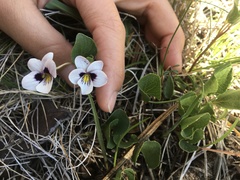 Viola cuneata
