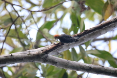 Melanerpes rubricapillus