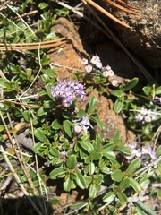 Ceanothus pumilus