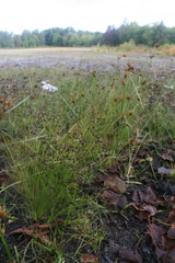 Rhynchospora scirpoides