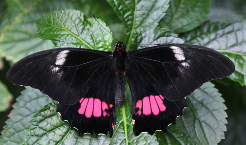 Medium