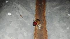 Cyclocephala melanocephala