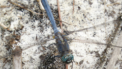 Orthetrum boumiera