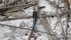 Orthetrum boumiera
