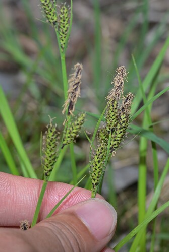 Carex augustinowiczii iNat (3)