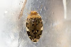 Laccophilus maculosus