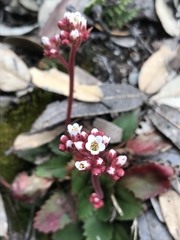 Micranthes eriophora