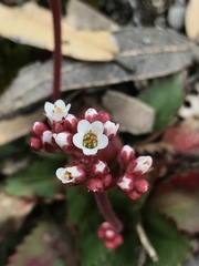 Micranthes eriophora