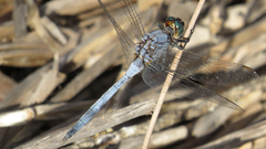 Orthetrum boumiera
