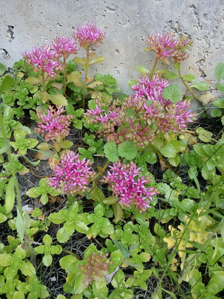 Asterosedum spurium (M.Bieb.) Grulich 4