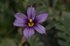 Sisyrinchium chilense