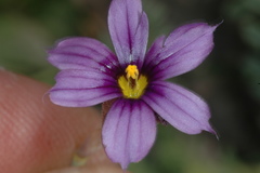 Sisyrinchium chilense