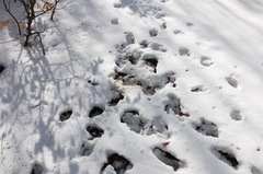 Canis lupus italicus