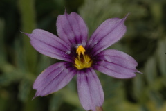 Sisyrinchium chilense