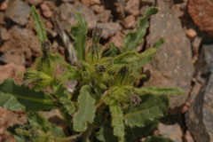 Nicotiana corymbosa