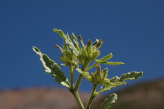 Nicotiana corymbosa