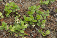 Gaultheria pyroloides
