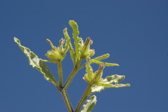 Nicotiana corymbosa