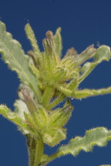 Nicotiana corymbosa