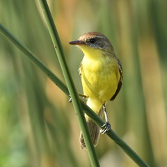 Pseudocolopteryx flaviventris